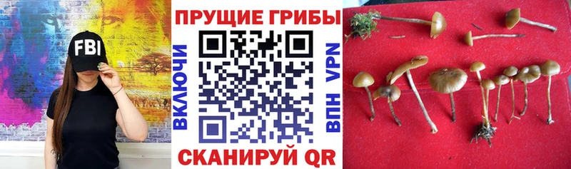 mega зеркало  Елизаветинская  Псилоцибиновые грибы GOLDEN TEACHER 